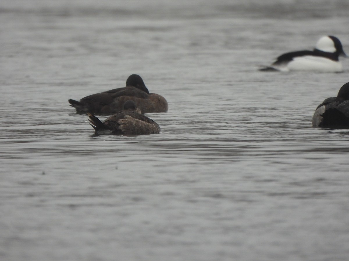 kobberand - ML646490987