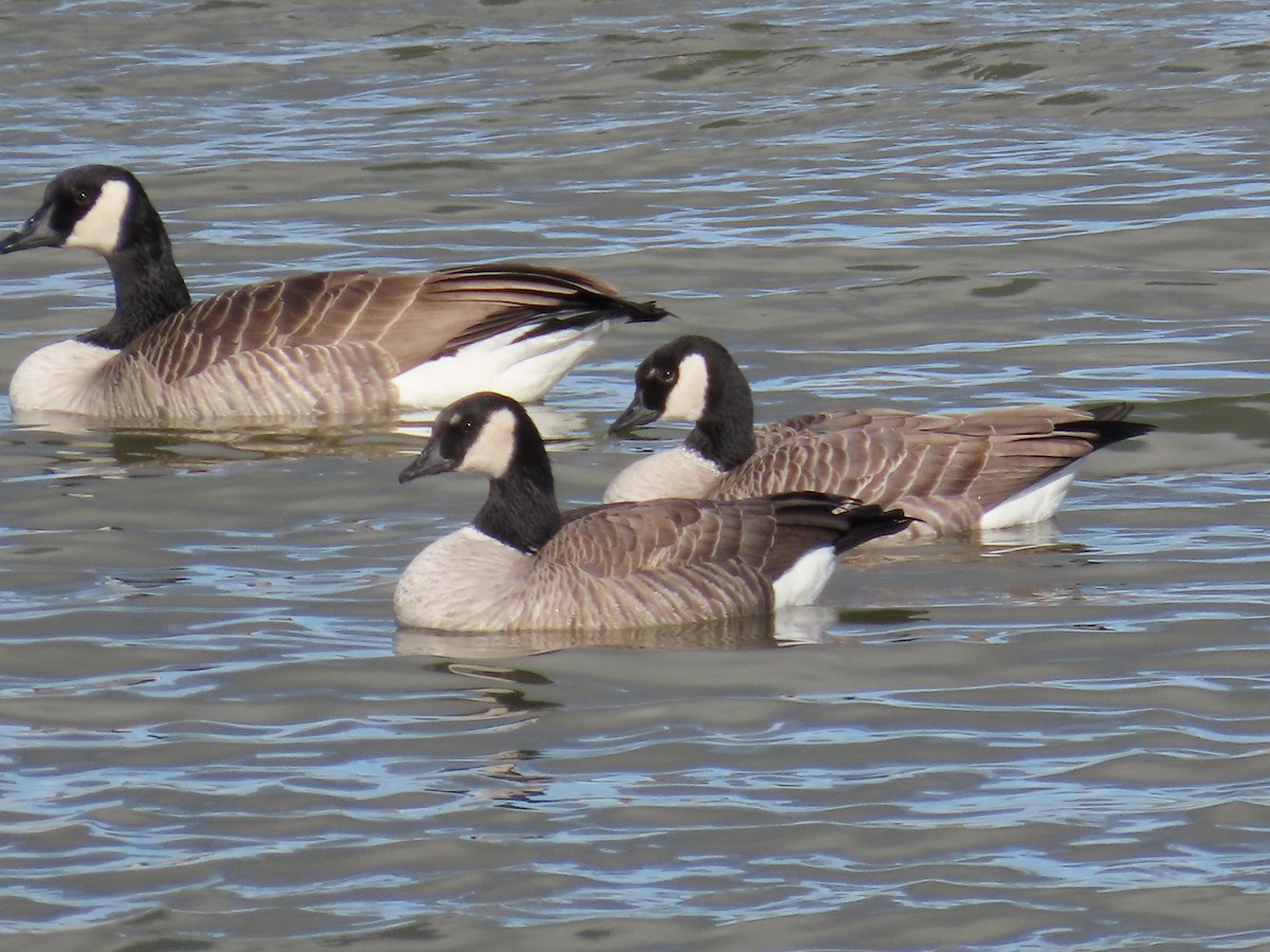 Oca canadese minore (hutchinsii) - ML646490988