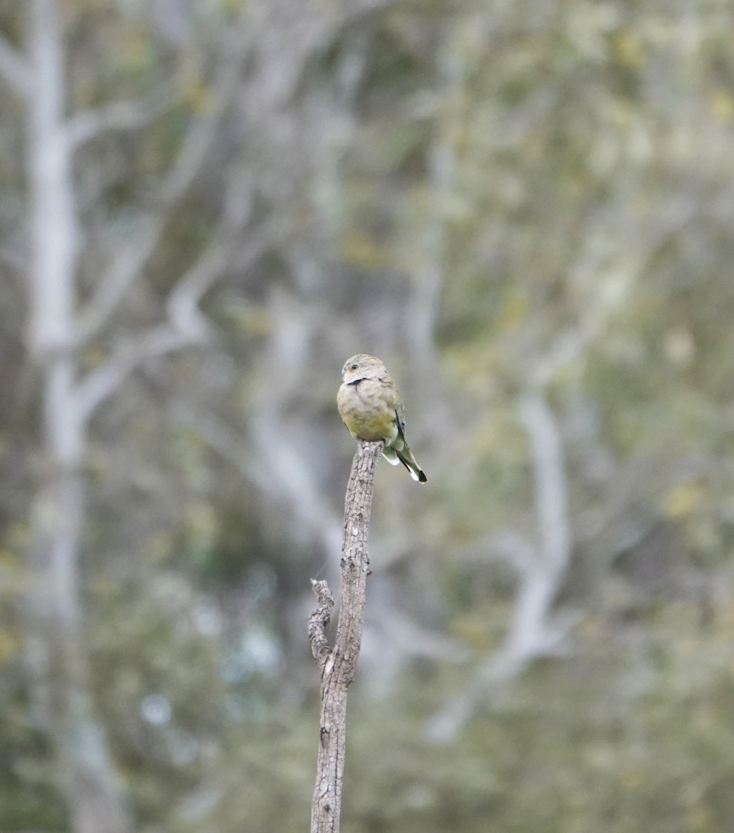 Red-rumped Parrot - ML646490989