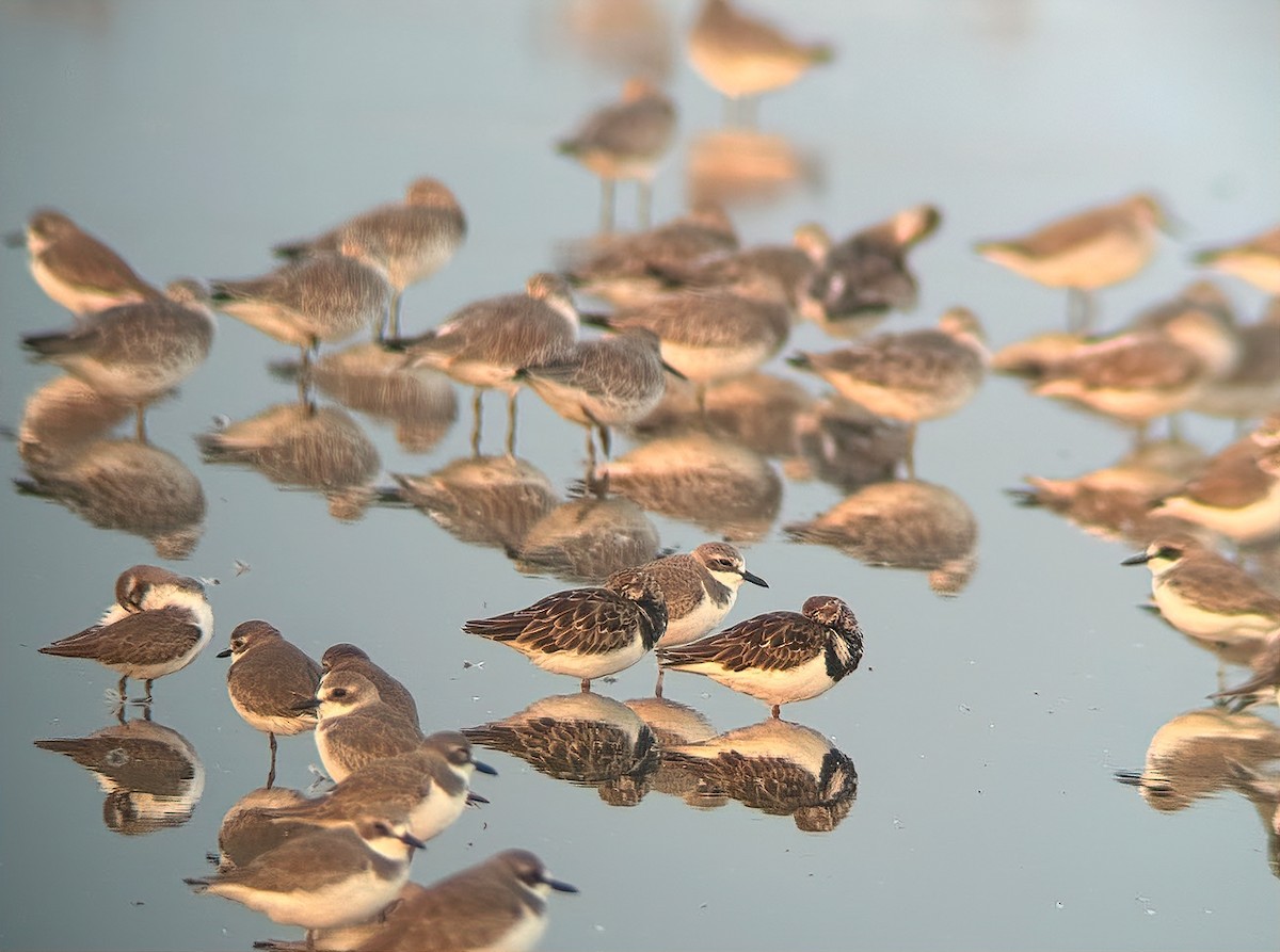 翻石鷸 - ML646490990