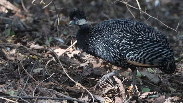 Southern Crested Guineafowl - ML646490991