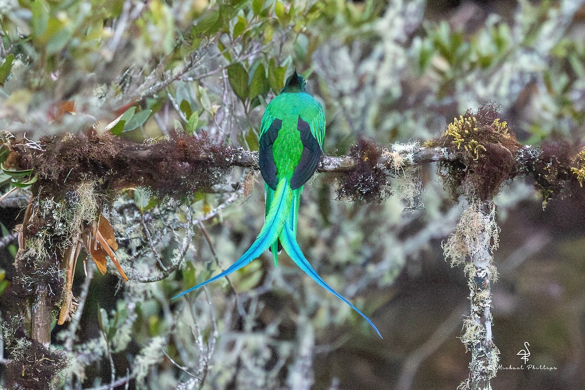 Resplendent Quetzal (Costa Rican) - ML646490993