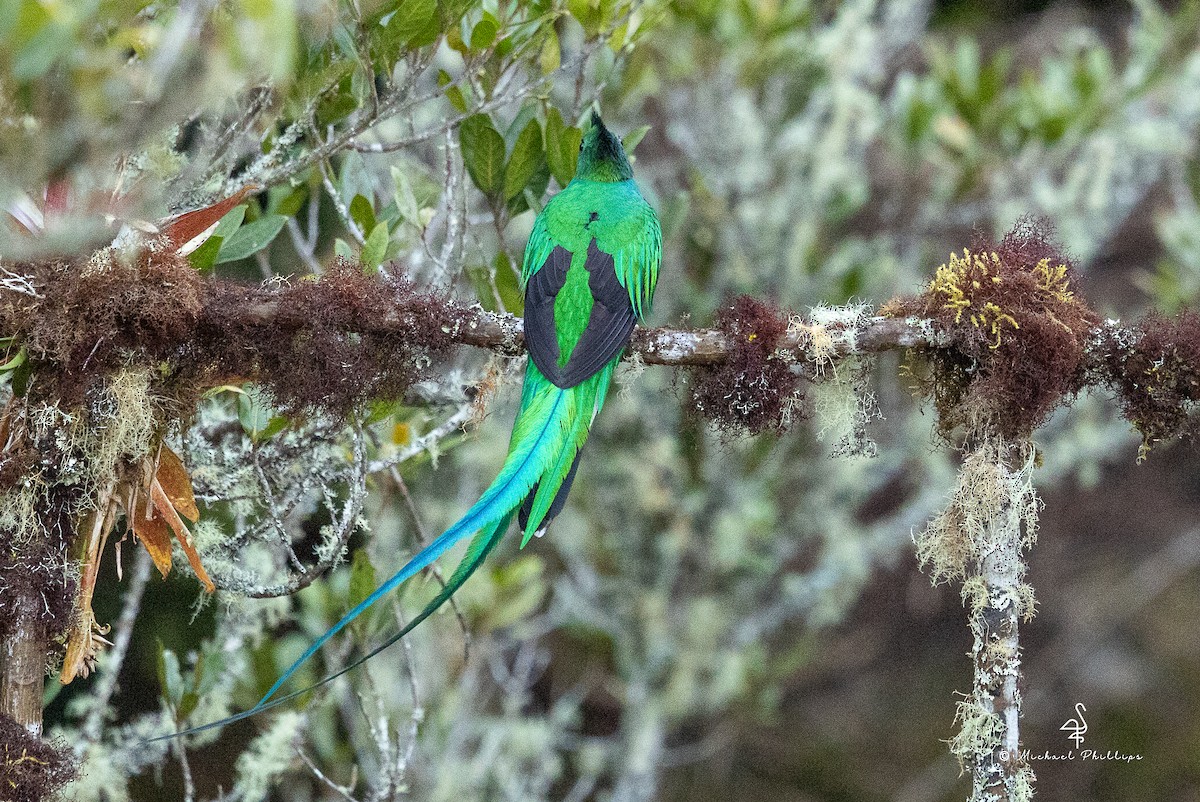 Resplendent Quetzal (Costa Rican) - ML646490994