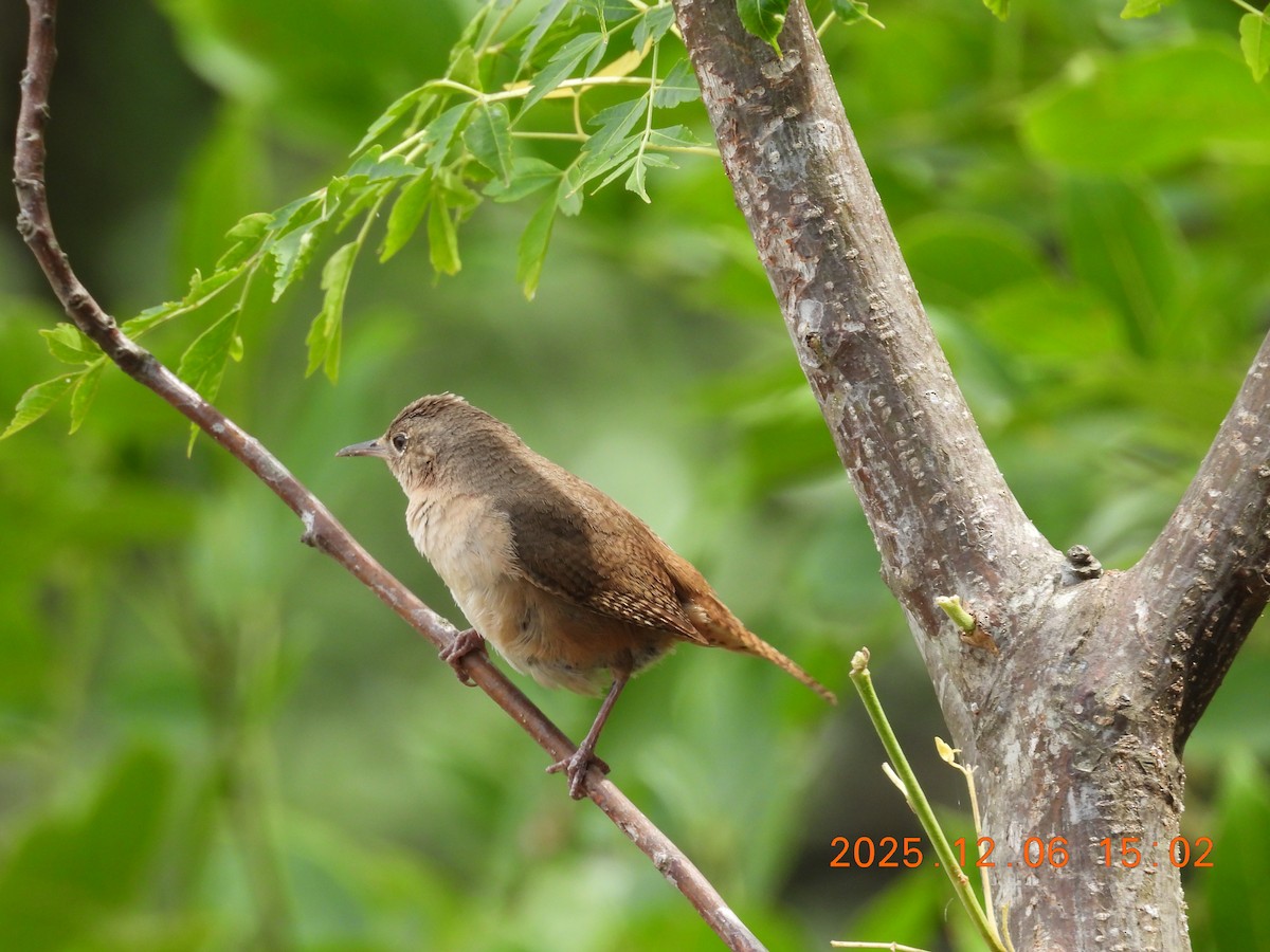 Southern House Wren - ML646490996