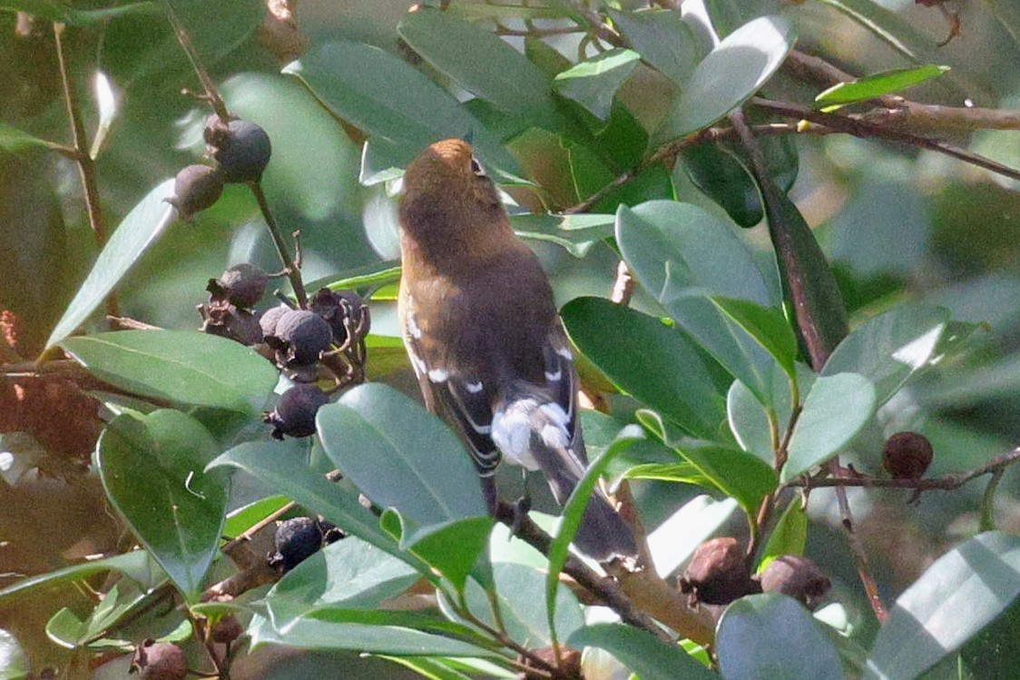 Oahu Elepaio - ML646491002