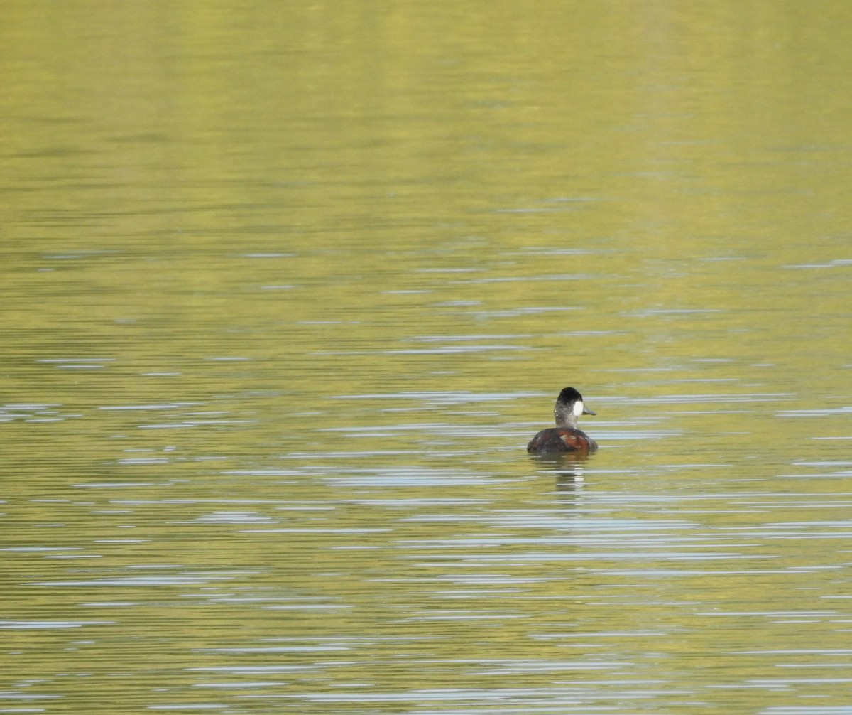 Gobbo della Giamaica - ML646491003