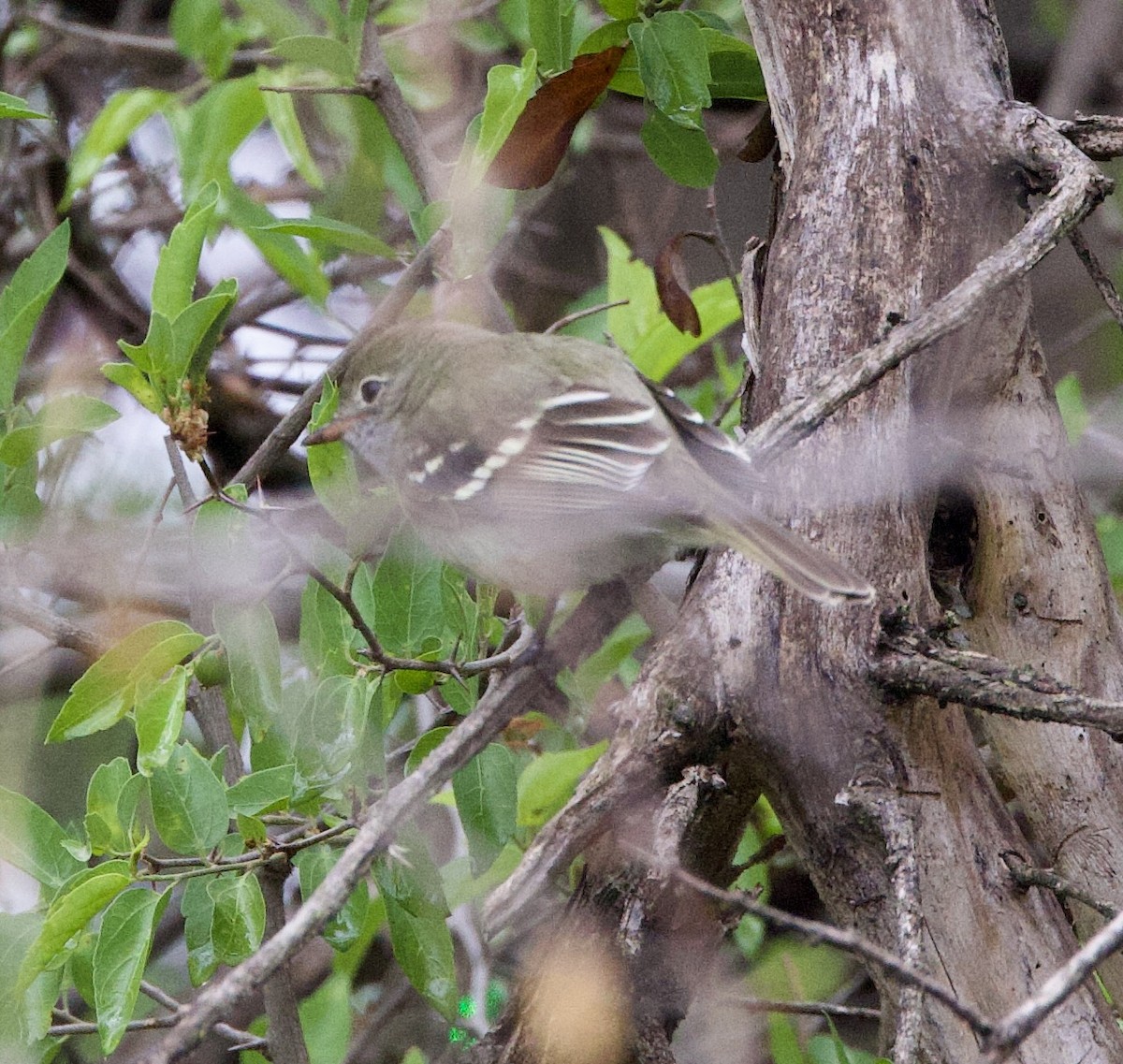 Короткоклювая эления - ML646491007