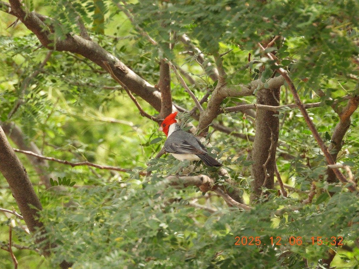 Red-crested Cardinal - ML646491008