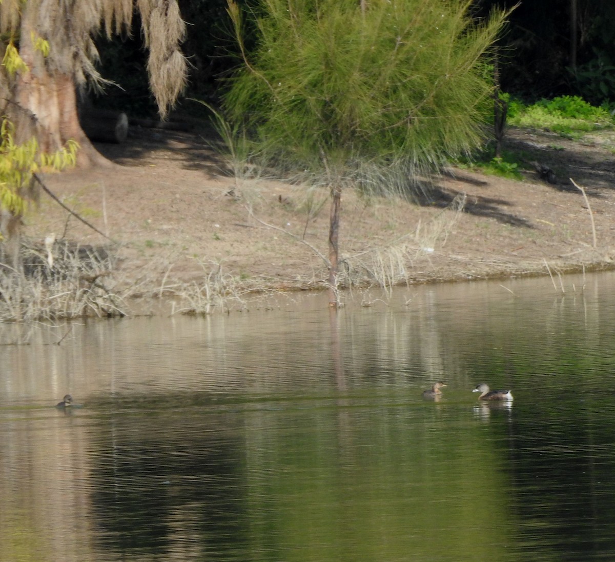 Pied-billed Grebe - ML646491009