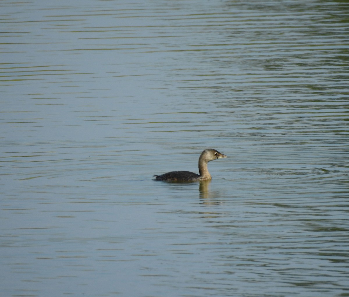 Pied-billed Grebe - ML646491011