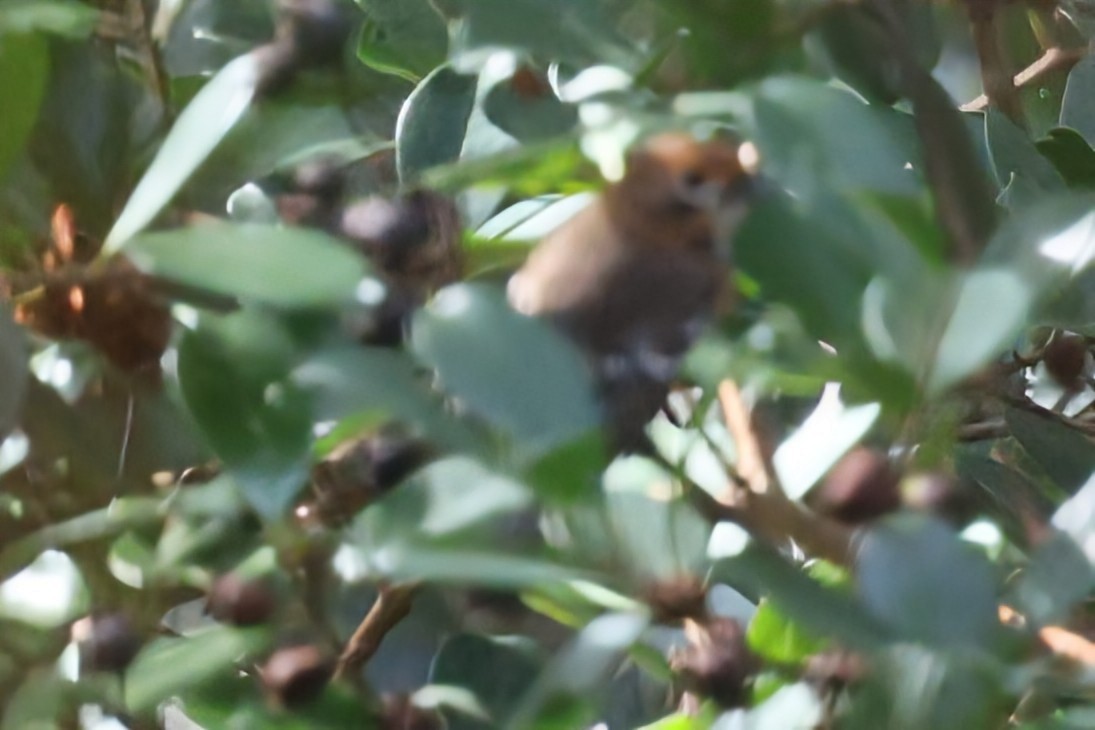 Oahu Elepaio - ML646491013