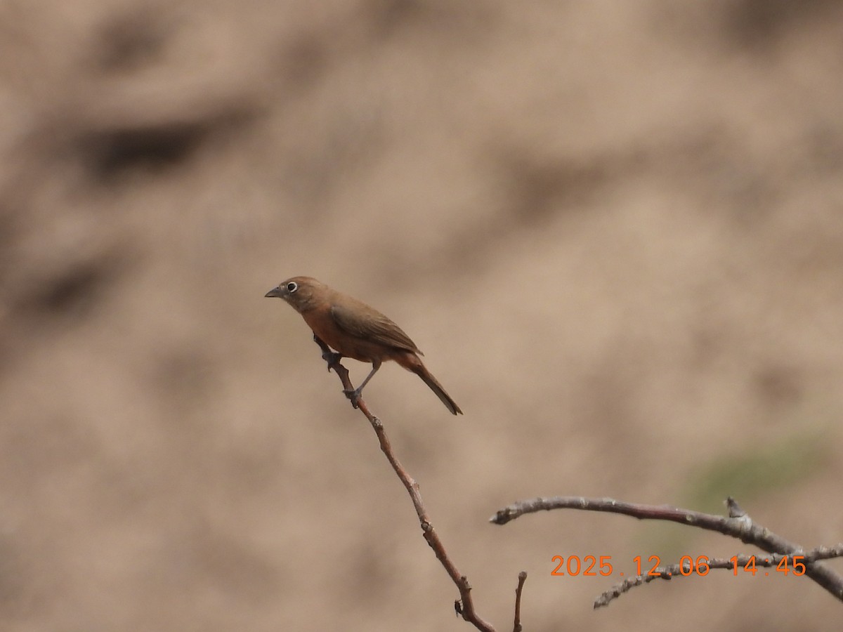Red-crested Finch - ML646491016
