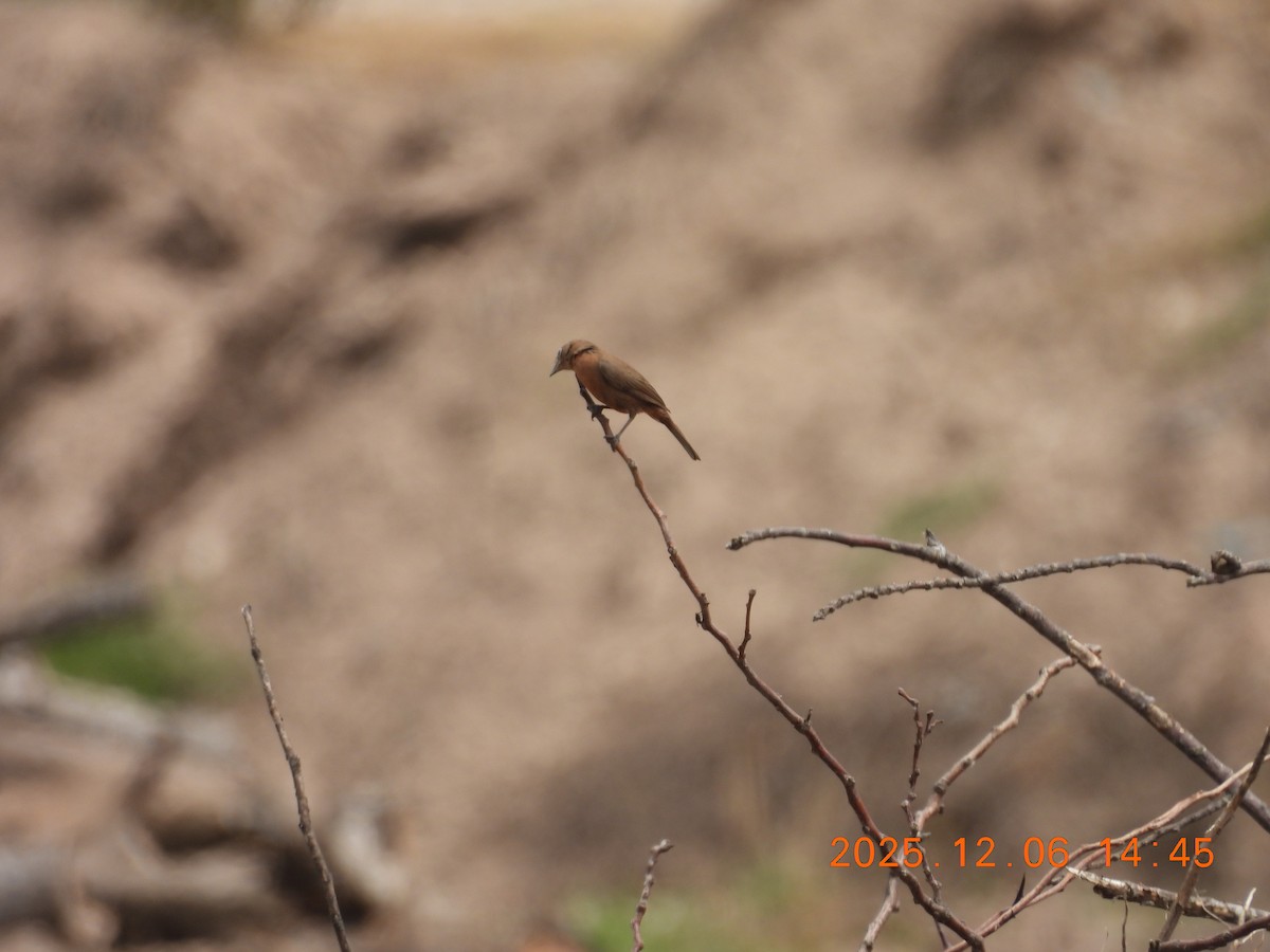 Red-crested Finch - ML646491017