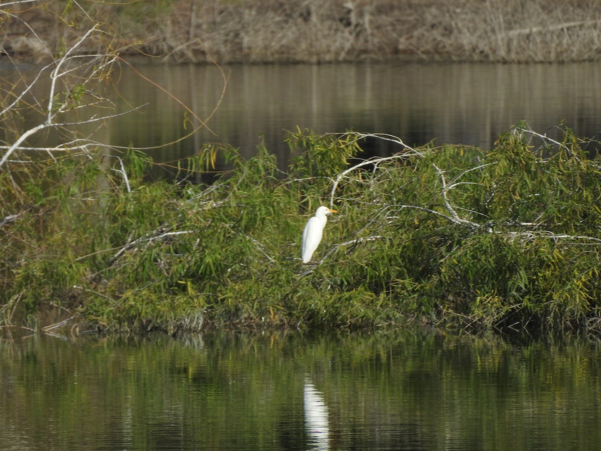 Airone guardabuoi - ML646491019