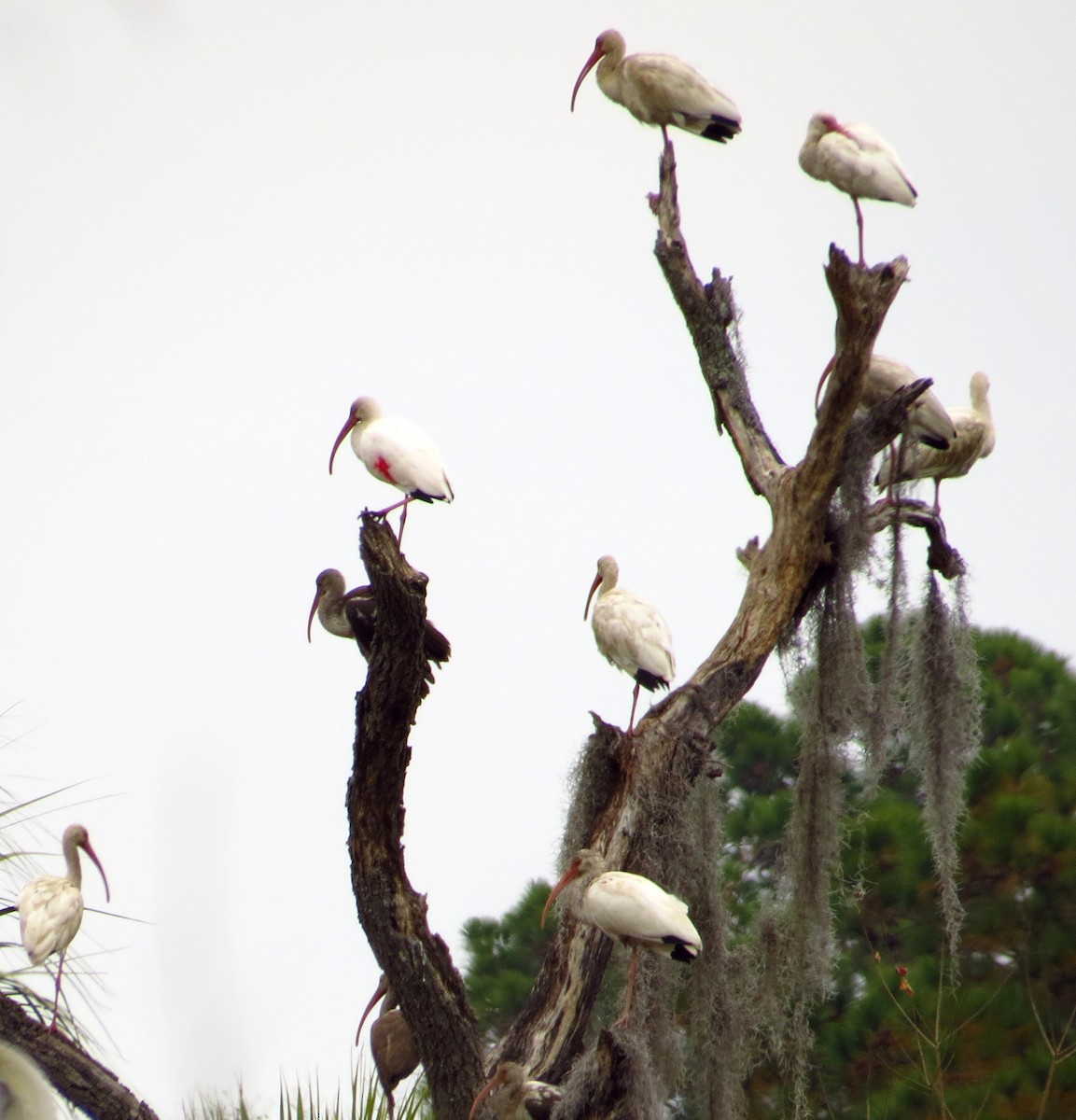 ibis bílý - ML646491023