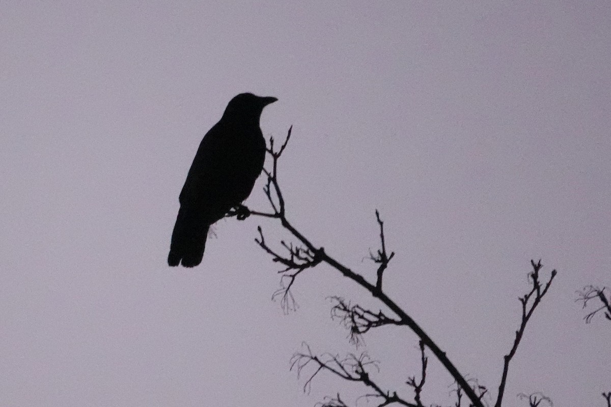 American Crow - ML646491024
