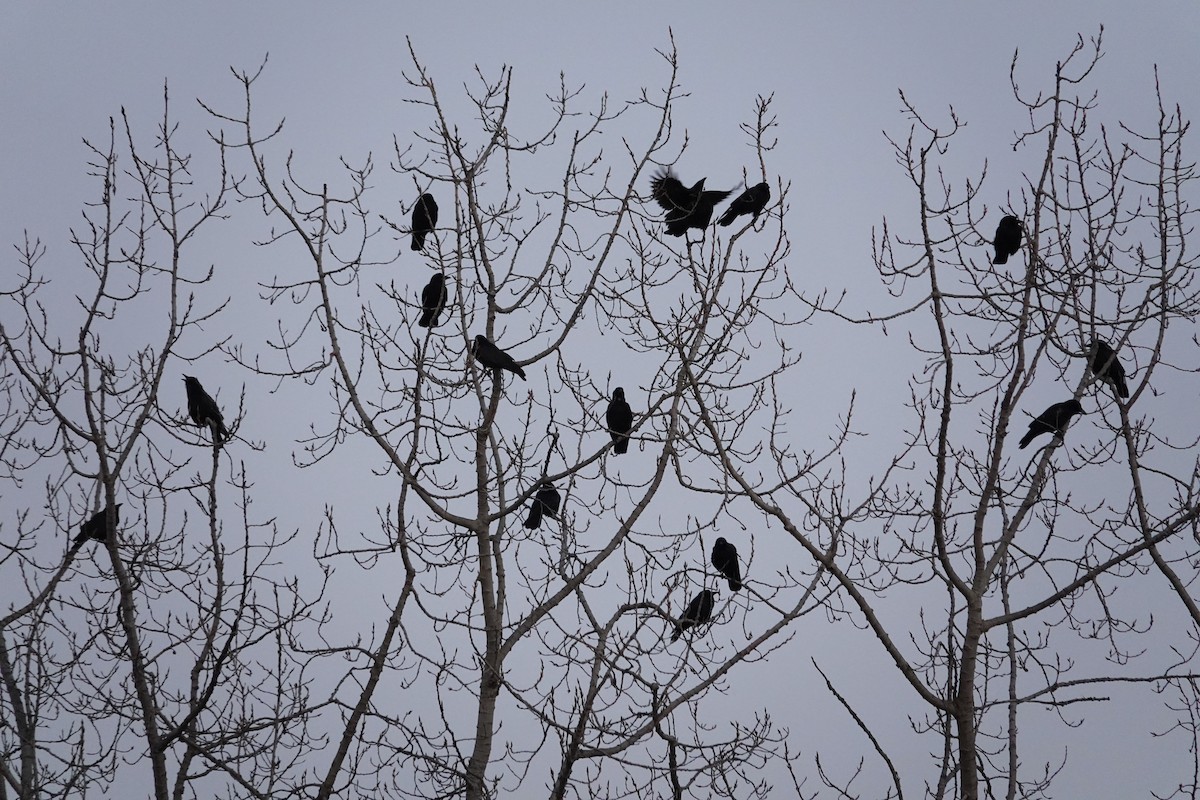 American Crow - ML646491026