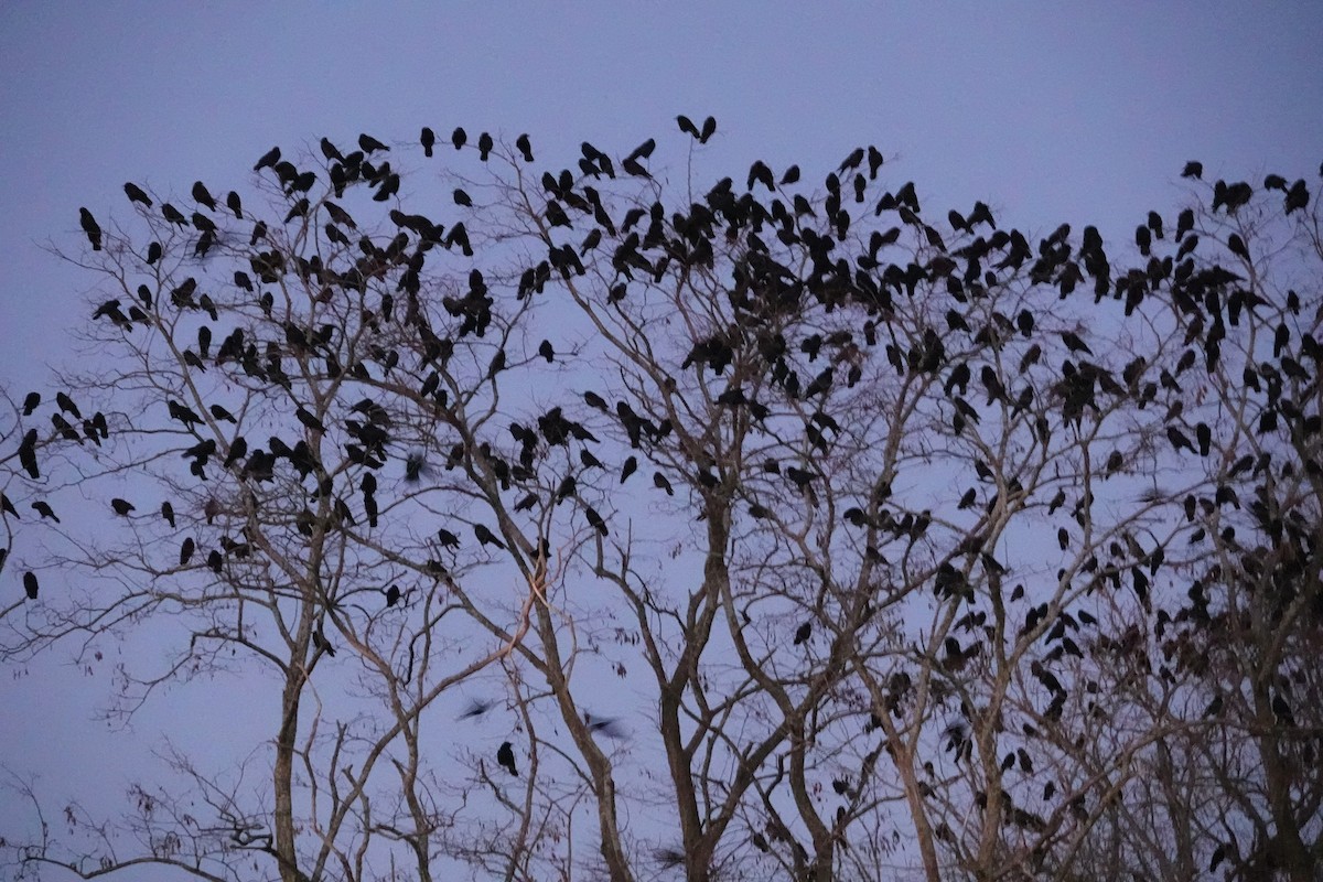 American Crow - ML646491027