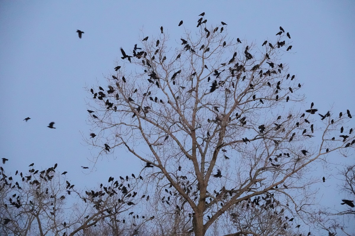 American Crow - ML646491028