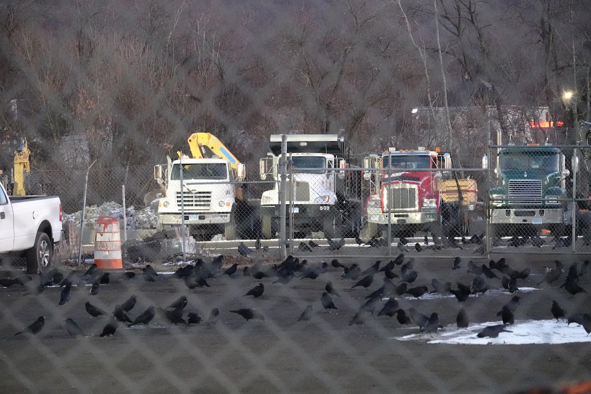 American Crow - ML646491030