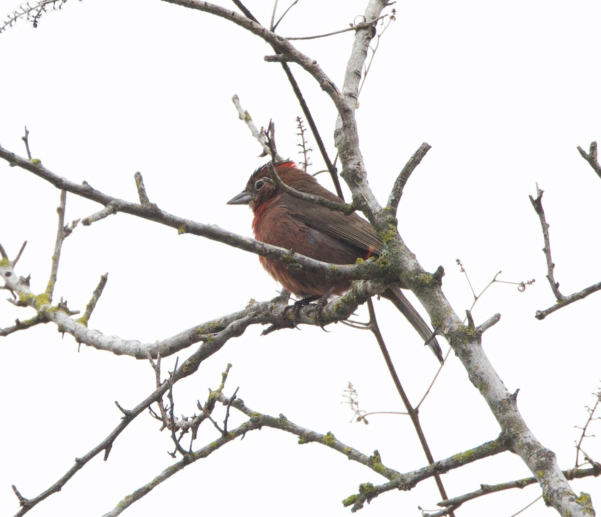 Красная арагуира - ML646491031