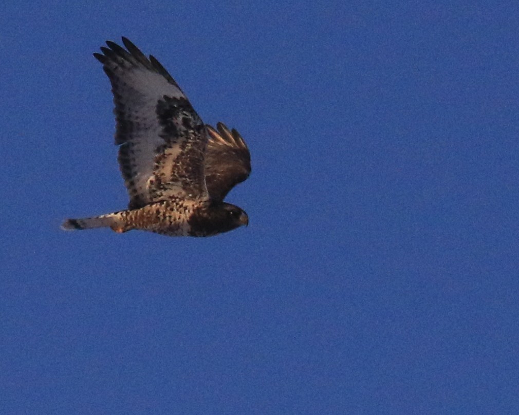 Rough-legged Hawk - ML646491035