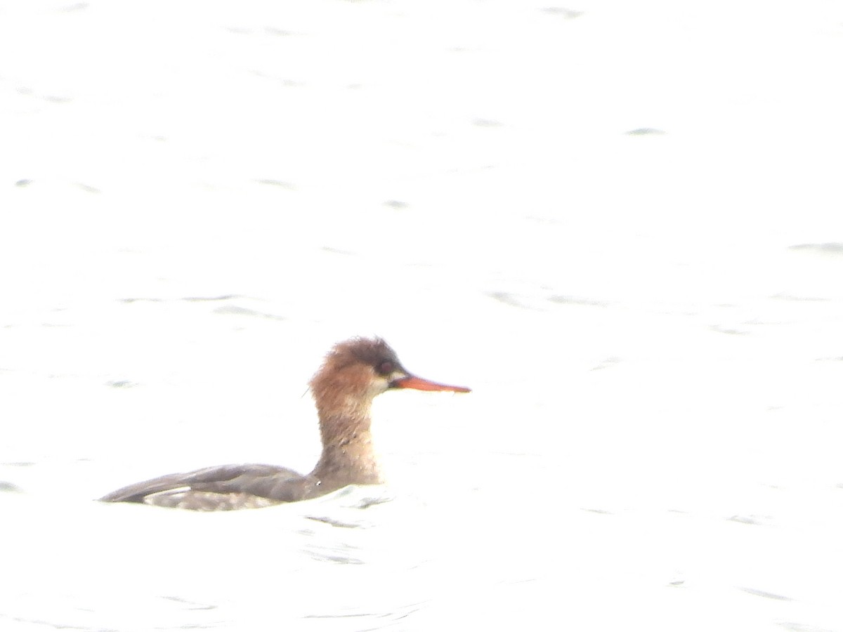 Red-breasted Merganser - ML646491037