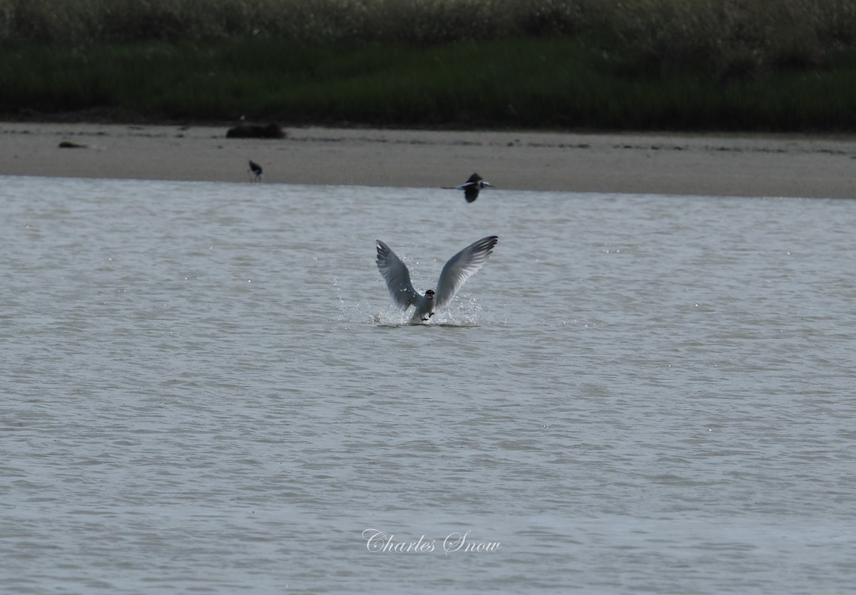 Caspian Tern - ML646491038