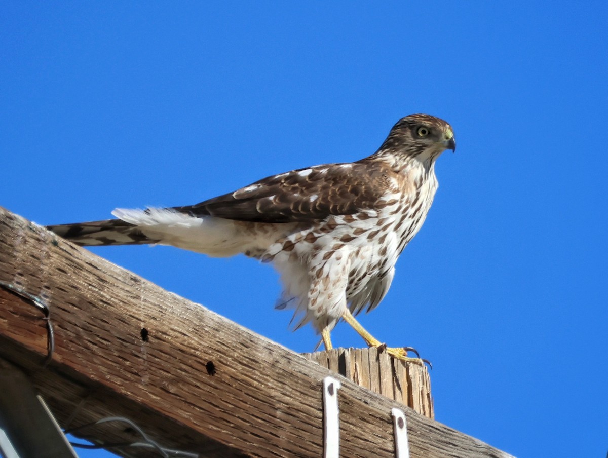 Cooper's Hawk - ML646491039