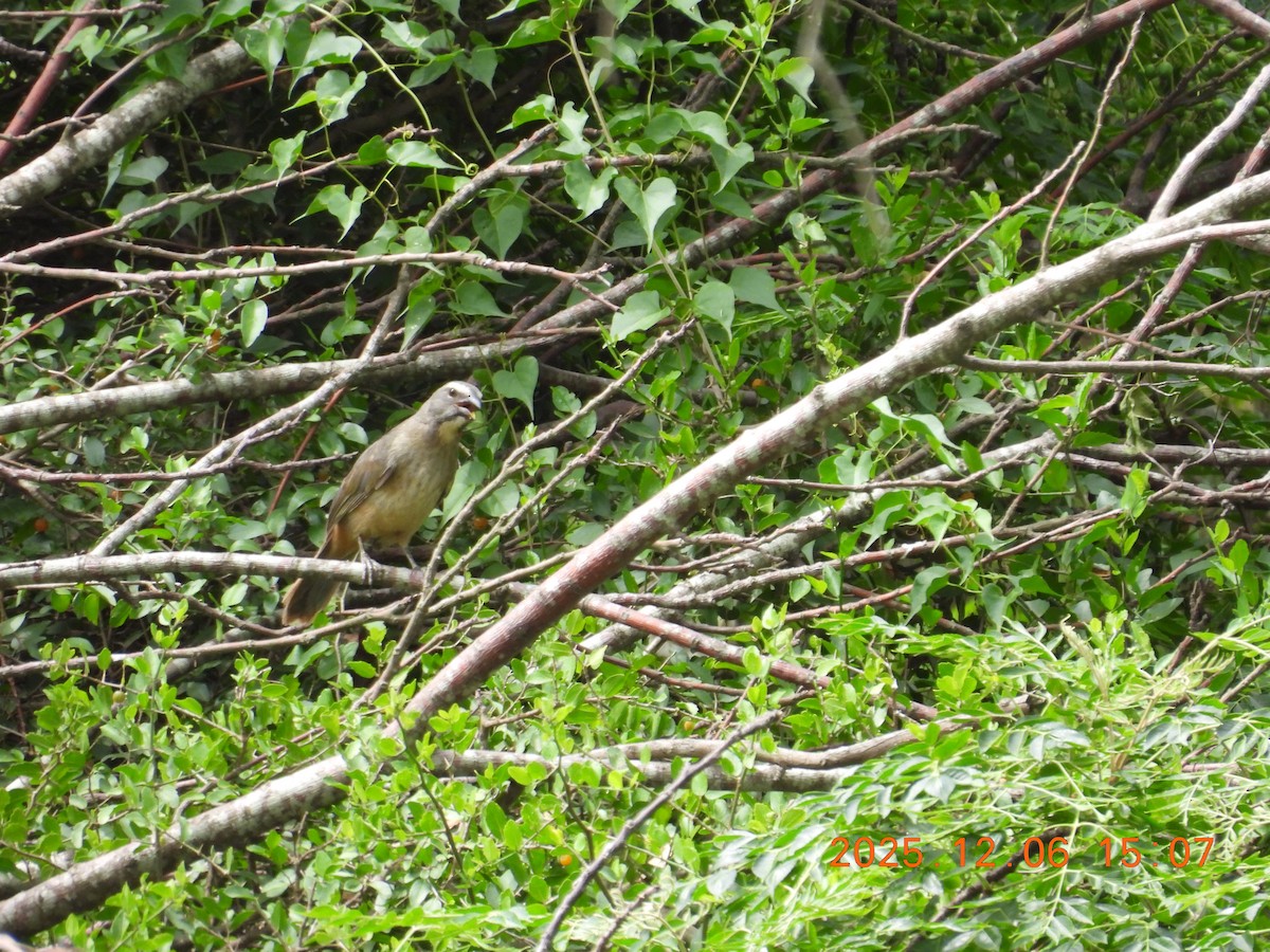 Bluish-gray Saltator - ML646491041