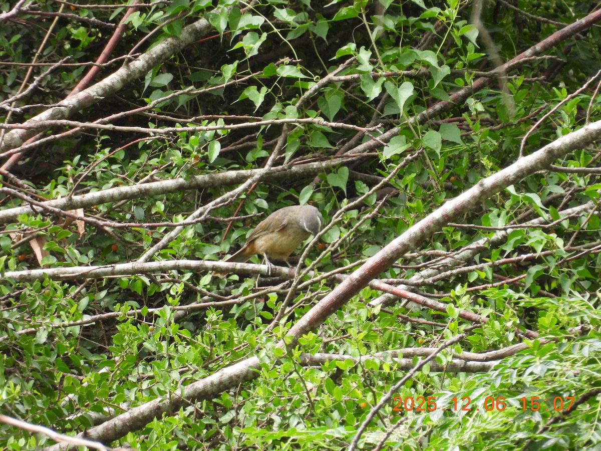 Bluish-gray Saltator - ML646491042