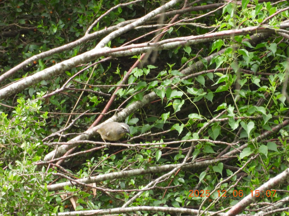 Bluish-gray Saltator - ML646491043