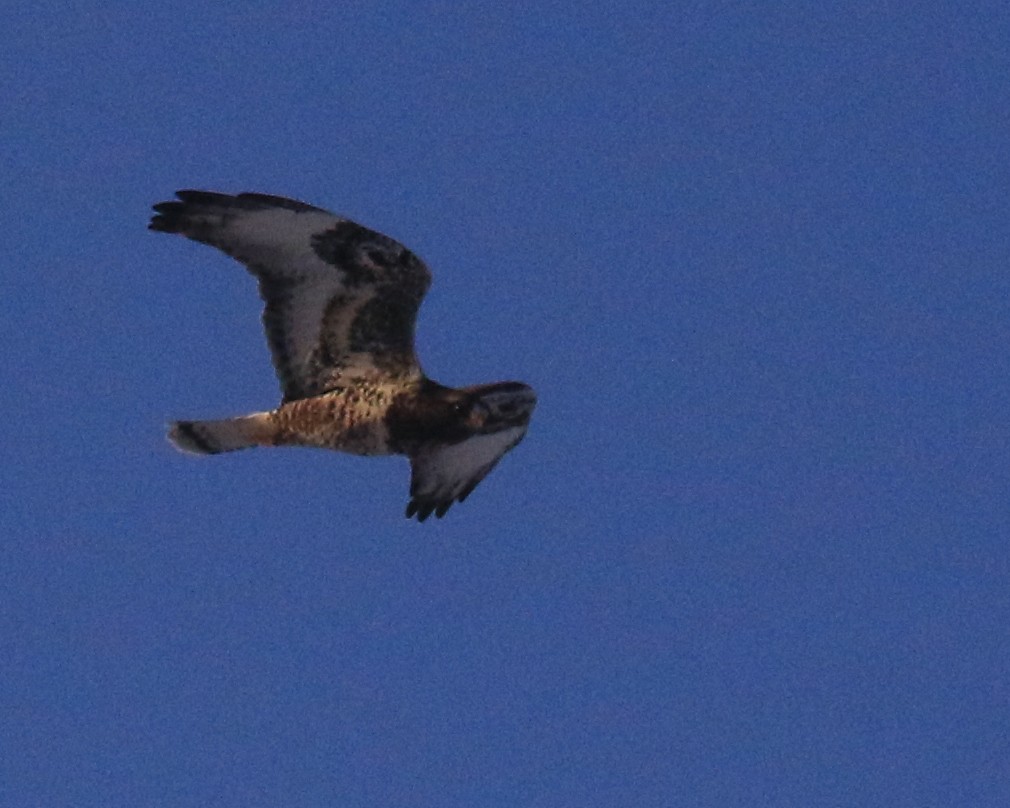 Rough-legged Hawk - ML646491044