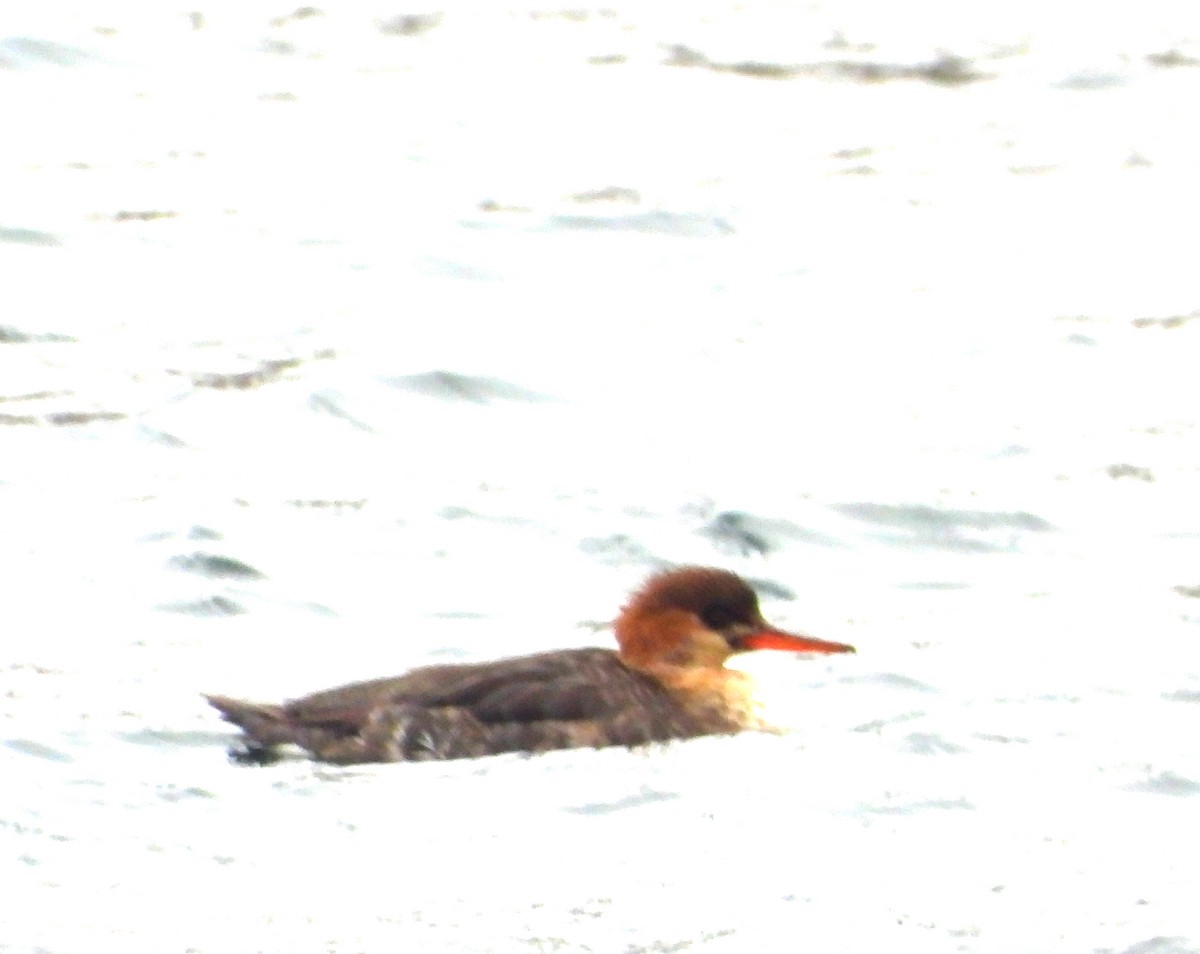 Red-breasted Merganser - ML646491045