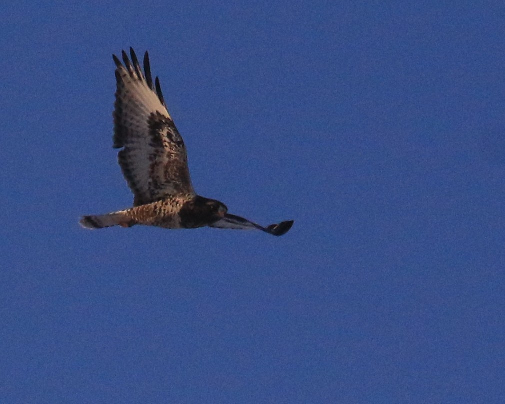 Rough-legged Hawk - ML646491046
