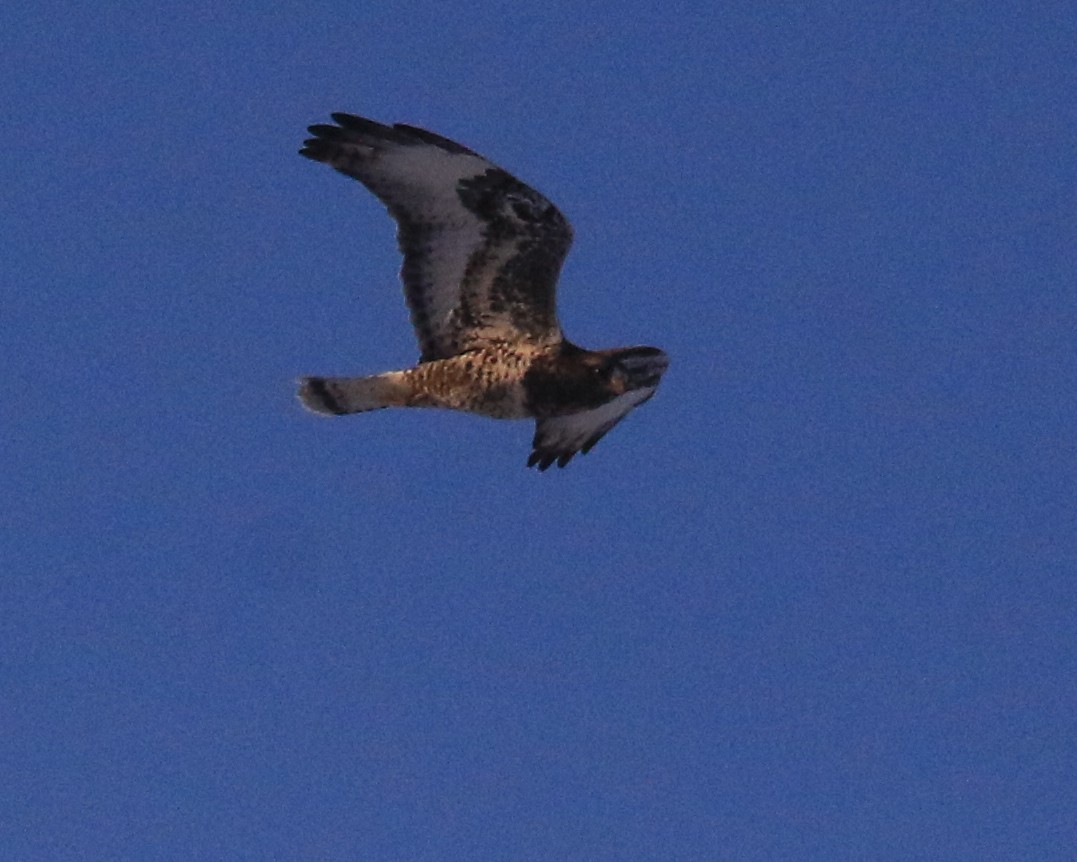 Rough-legged Hawk - ML646491047
