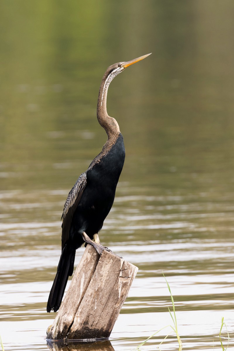 Oriental Darter - ML646491048