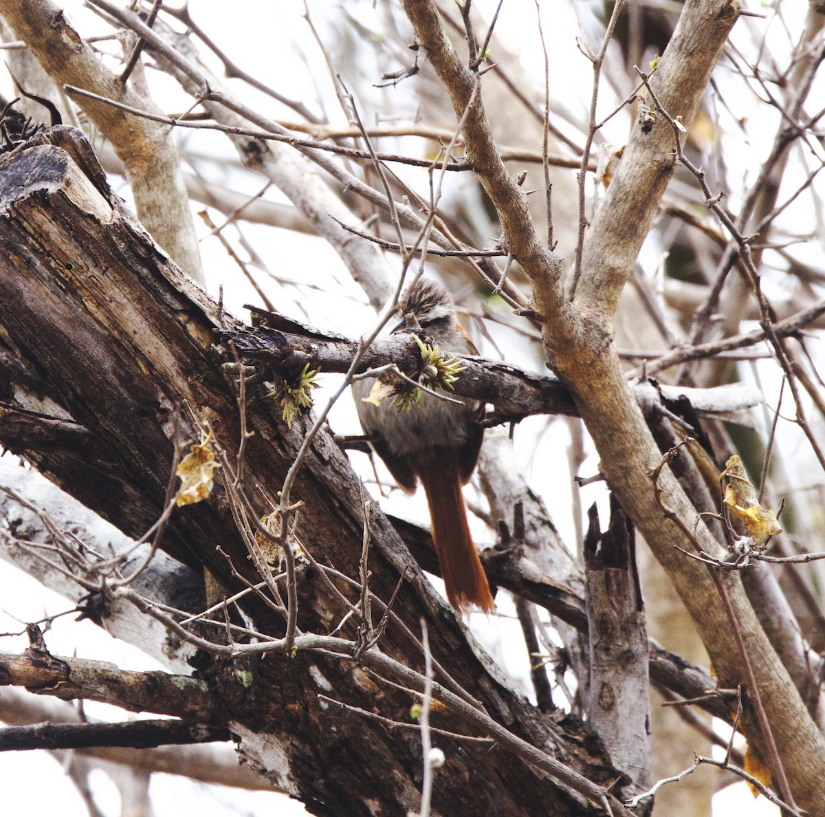 Пестрошапочная курутия - ML646491049