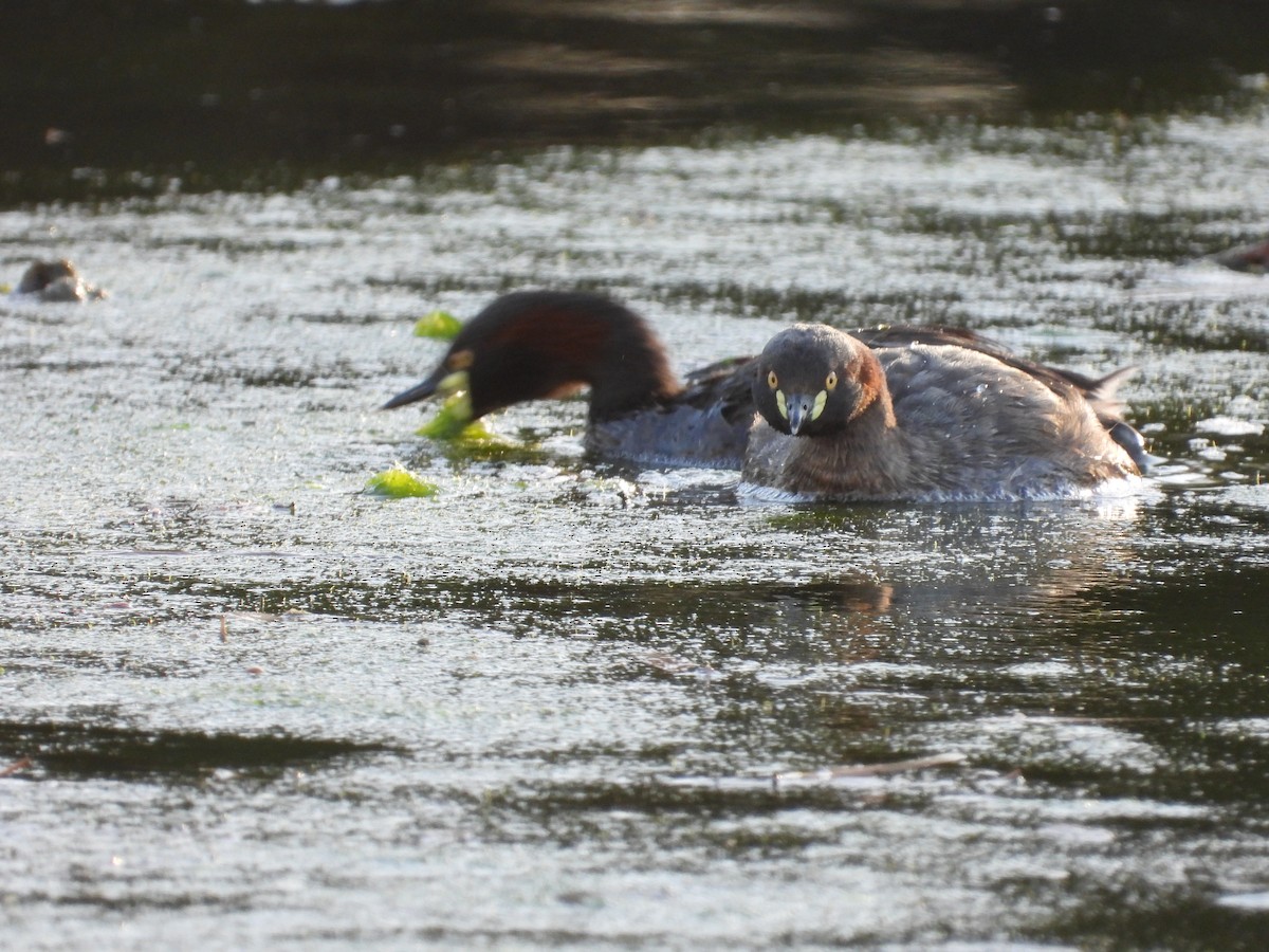 Australasian Grebe - ML646491050