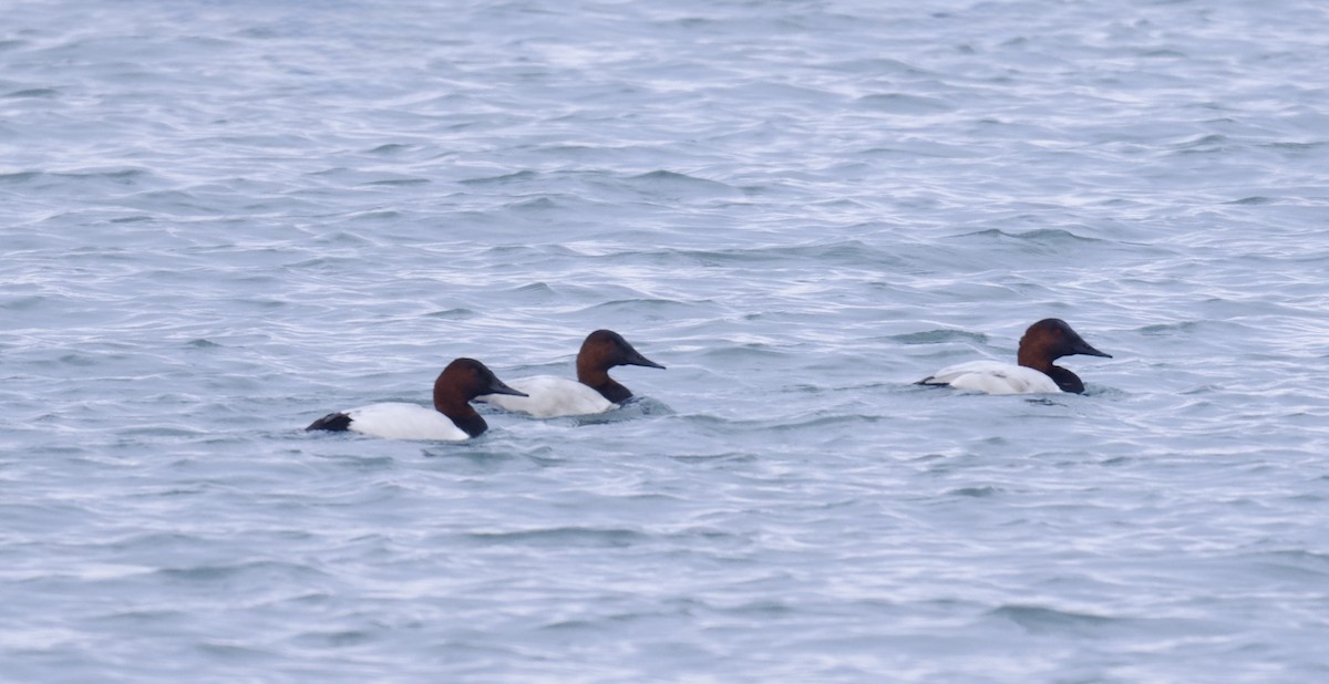 Парусиновый нырок - ML646491051