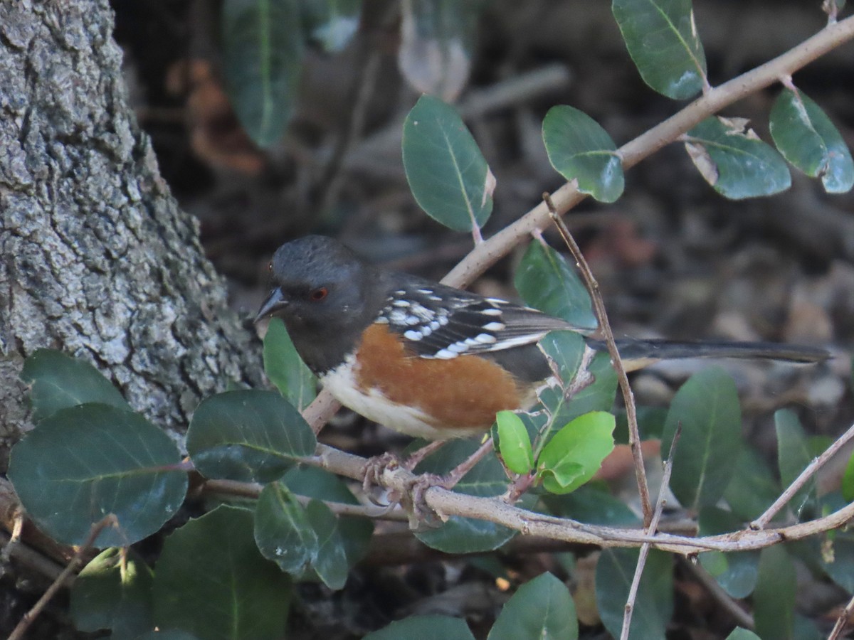 Tohi tacheté - ML646491052