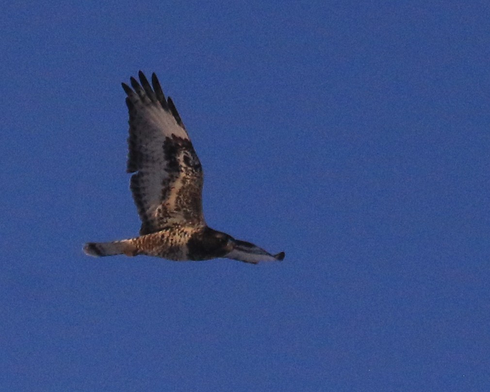Rough-legged Hawk - ML646491053