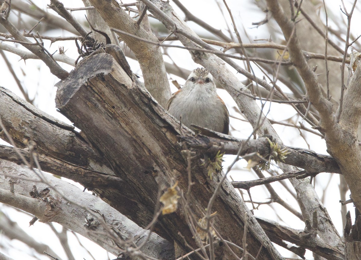 Пестрошапочная курутия - ML646491054