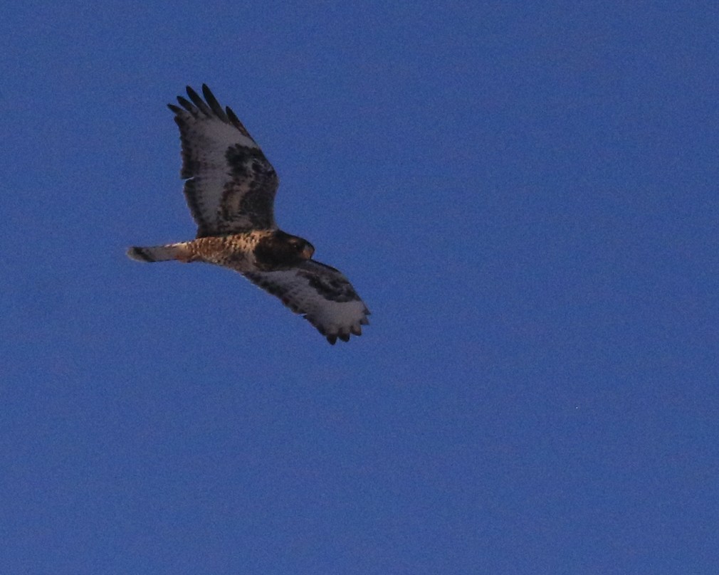 Rough-legged Hawk - ML646491055