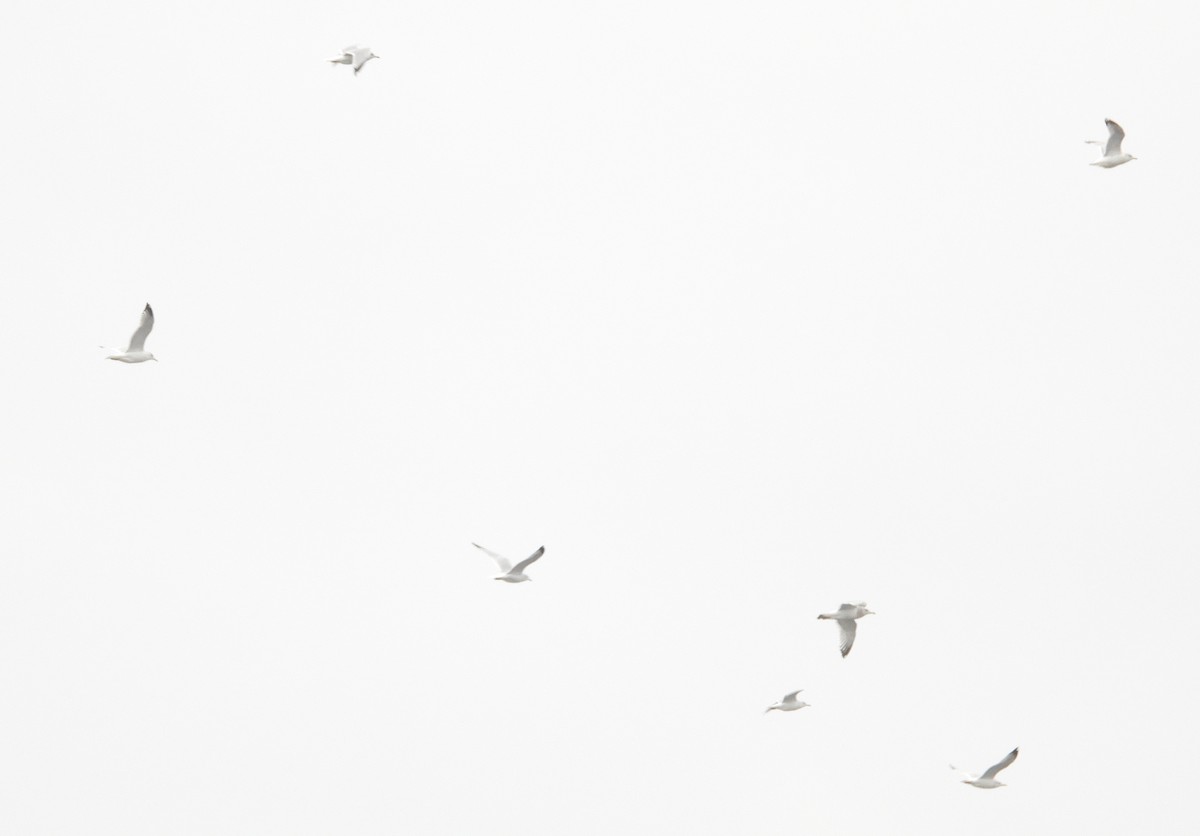 Ring-billed Gull - ML646491057