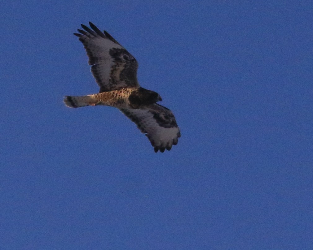 Rough-legged Hawk - ML646491058