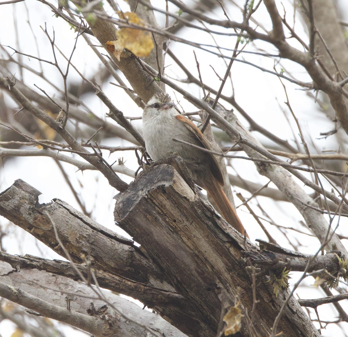 Пестрошапочная курутия - ML646491060