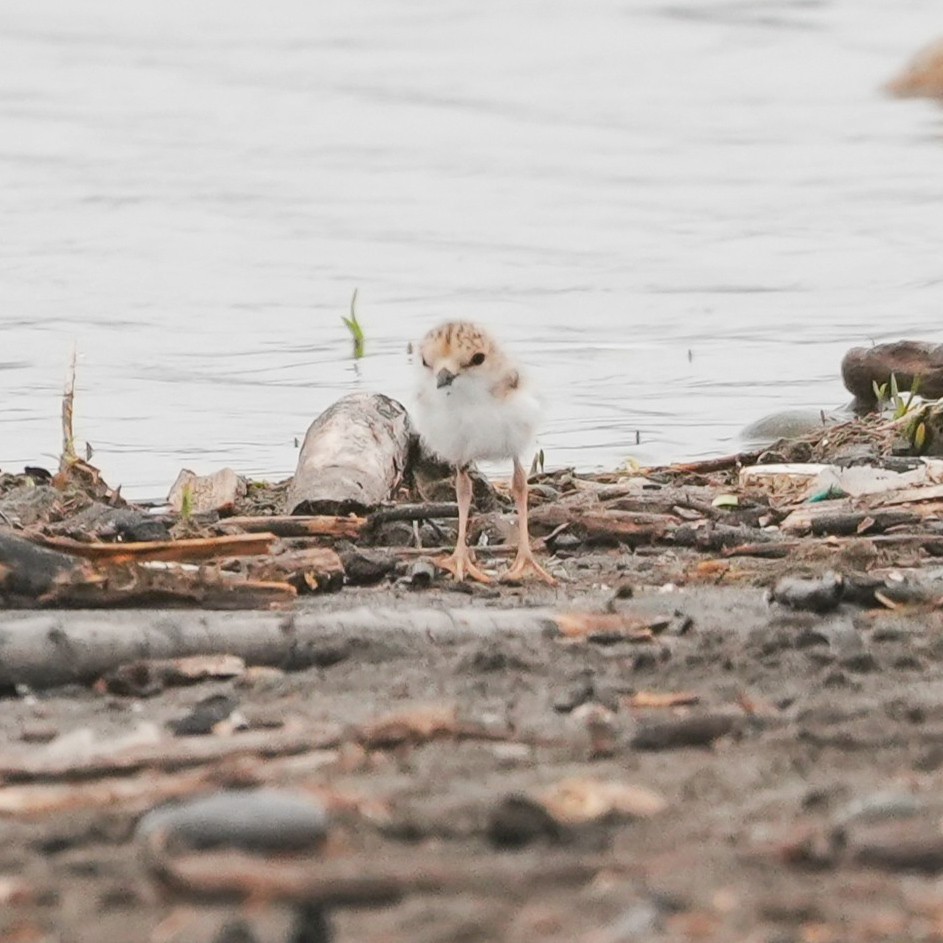 Yakalı Cılıbıt - ML646491063