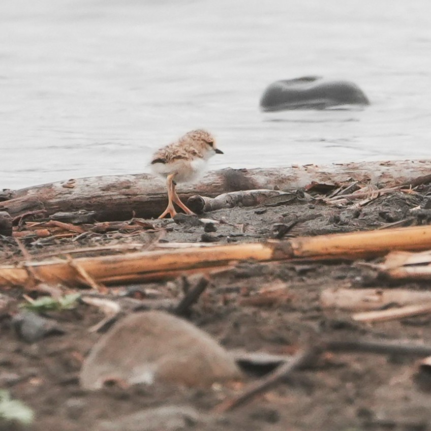 Yakalı Cılıbıt - ML646491066