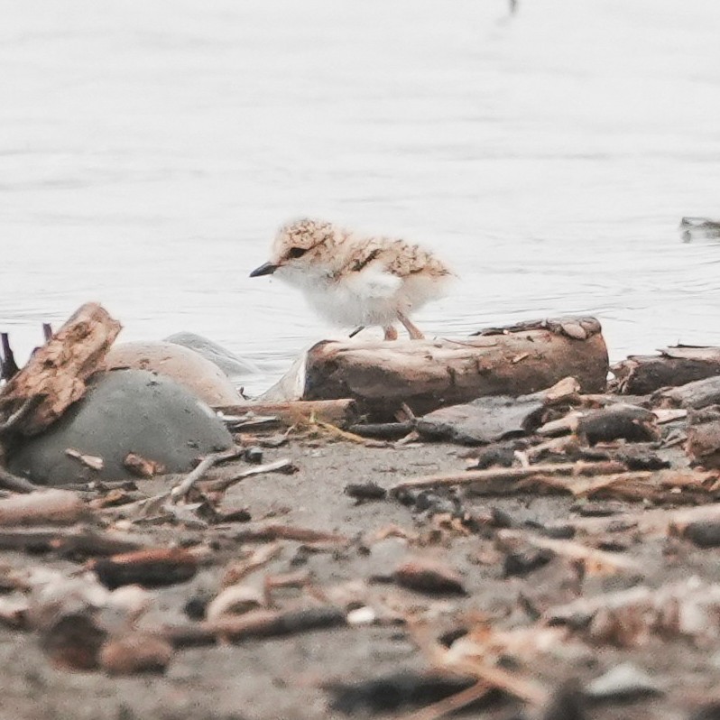 Yakalı Cılıbıt - ML646491067